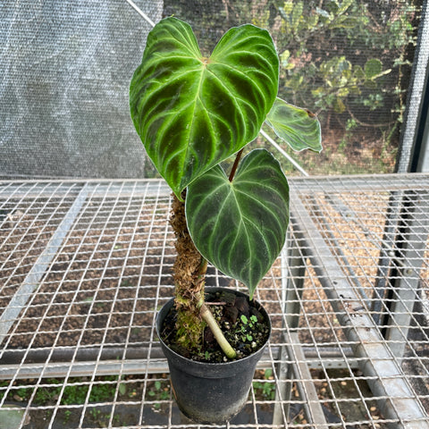 Philodendron verrucosum