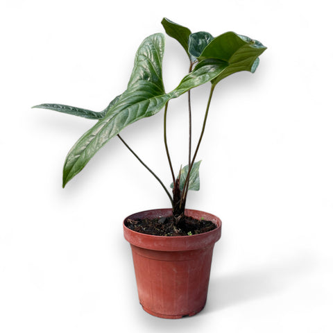 Anthurium effusilobum