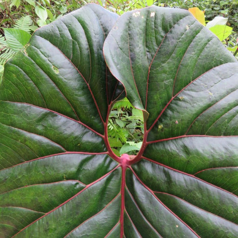 Anthurium decipiens 'Rojo'