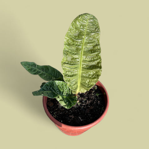 Anthurium Reflexinervum