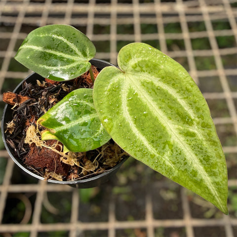 Anthurium Crystallinum x Warocqueanum