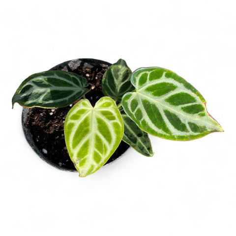 Anthurium Crystallinum 'Silver Blush'