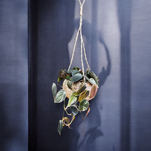 Philodendron micans + cachepot pendente