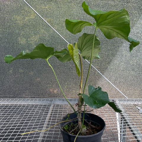 Anthurium balaoanum M