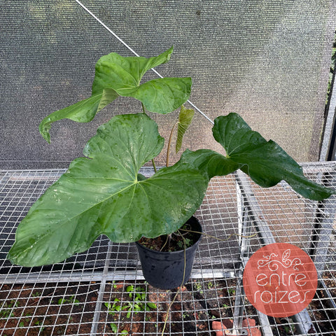 Anthurium balaoanum m