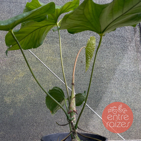 Anthurium balaoanum M