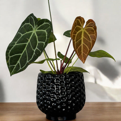 Anthurium Botanic + cachepot fava
