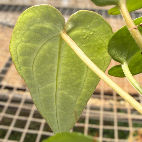 Anthurium Crystallinum x Warocqueanum