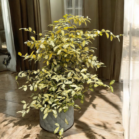 Dracena godseffiana