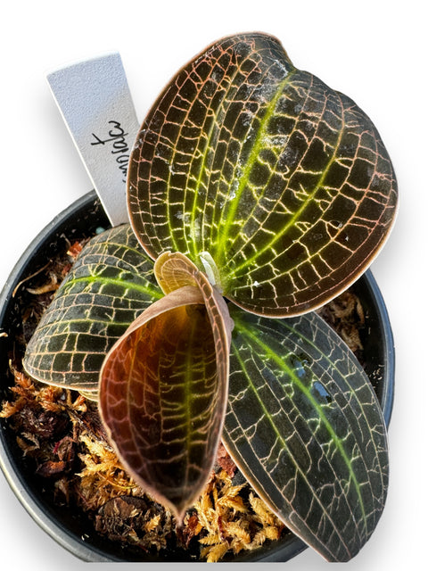 Dossinia marmorata