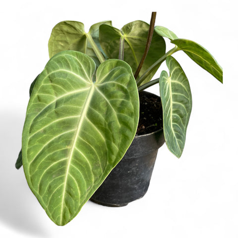 Anthurium Villenaorum