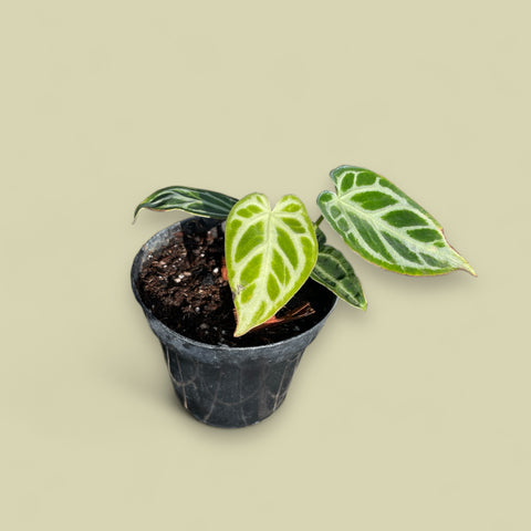 Anthurium Crystallinum 'Silver Blush'