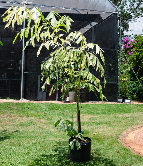 Caryota mitis 'variegata' (Palmeira rabo-de-peixe-variegata)