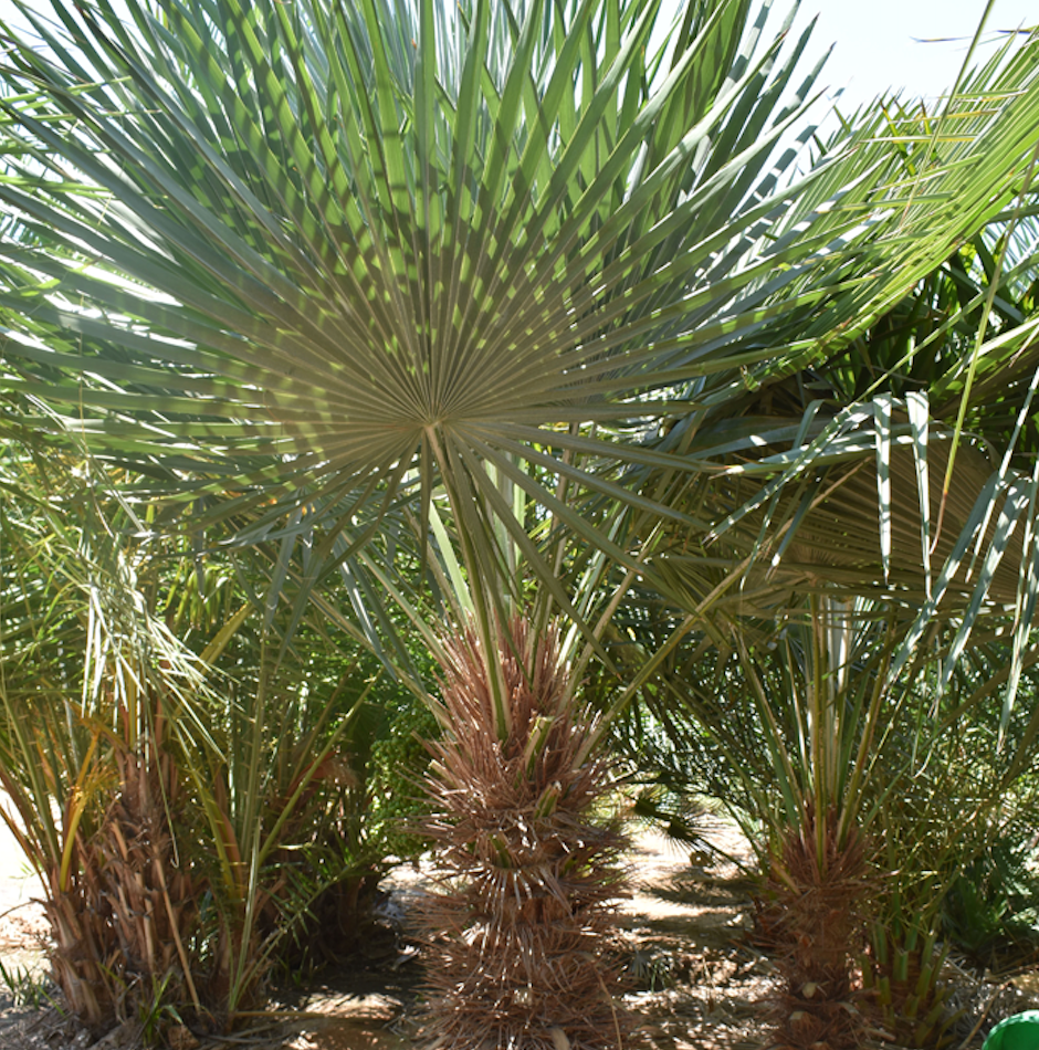 Thrinax Acanthocoma – Entre Raízes Botânica