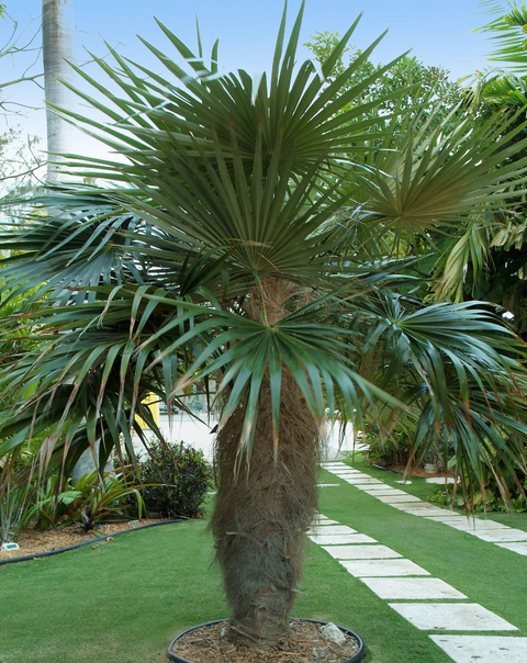 Coccothrinax Crinita