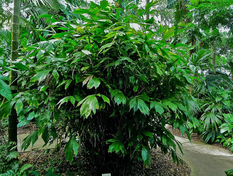 Arenga caudata