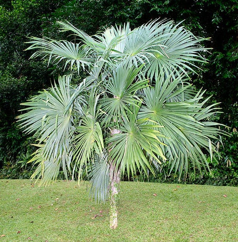 Cryosophila sp.