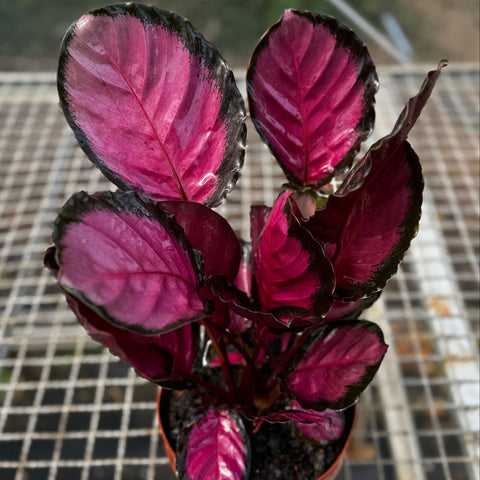 Calathea Crimson