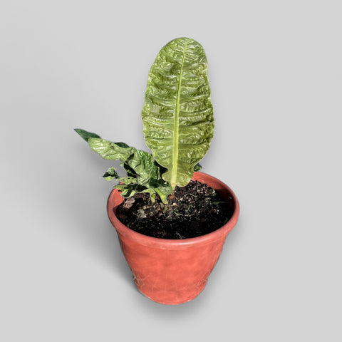 Anthurium Reflexinervum