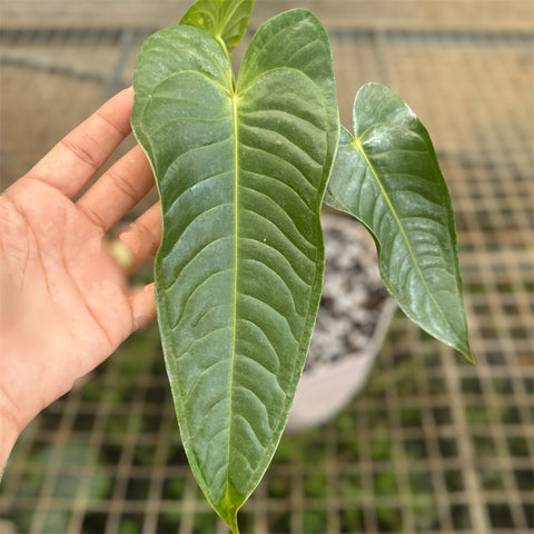 Anthurium Veitchii x Nymphaeifolium