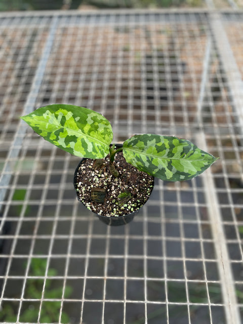 Aglaonema pictum 'tricolor'