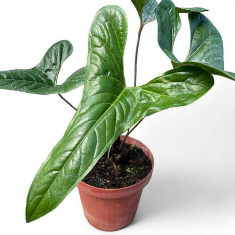 Anthurium effusilobum