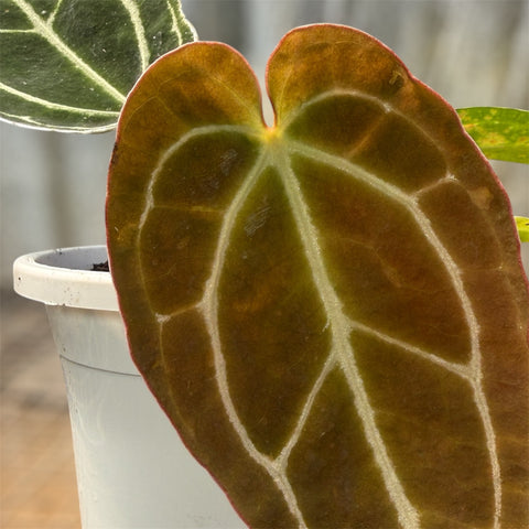 Anthurium'Miami'