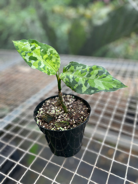 Aglaonema pictum 'tricolor'