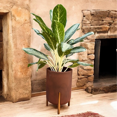 Aglaonema 'white rain' + Vaso Decore Aço corten