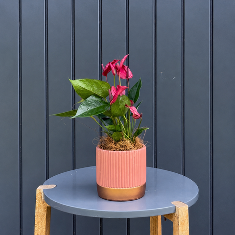 Anthurium Banderola lava + Cachepot em cimento