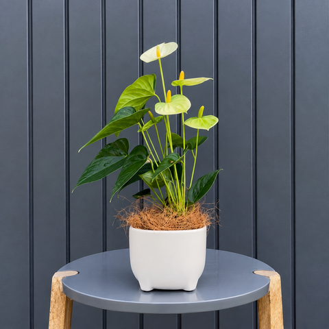 Anthurium Vanilla + cachepot branco