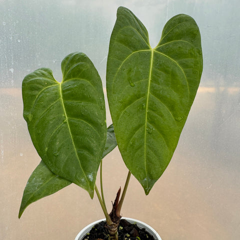 Anthurium magnificum x veitchii