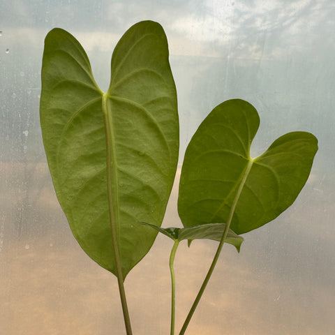 Anthurium magnificum x veitchii