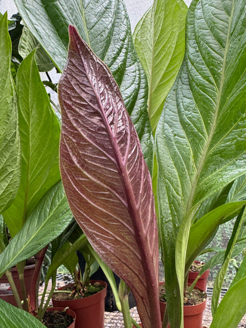 Anthurium Jenmanii