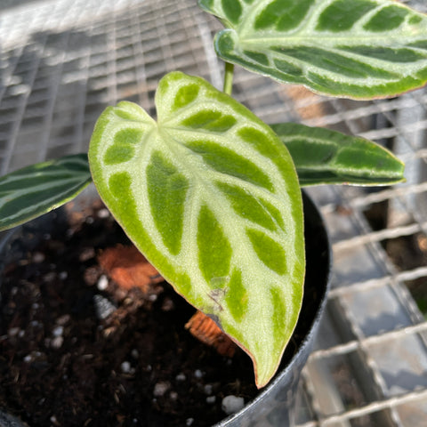 Anthurium Crystallinum 'Silver Blush'