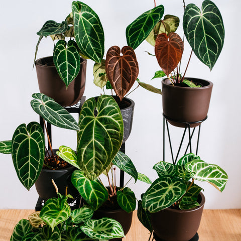 Coleção Botanic