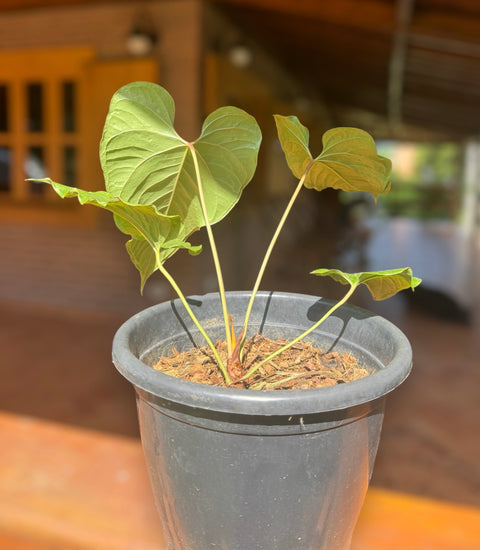 Anthurium cupulispathum
