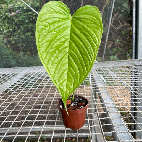 Anthurium Rivulare