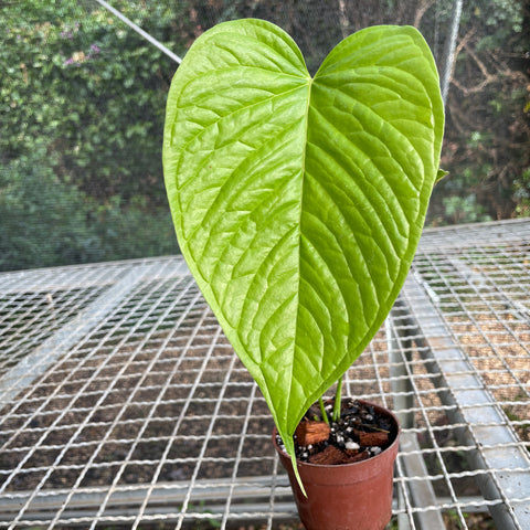 Anthurium Rivulare