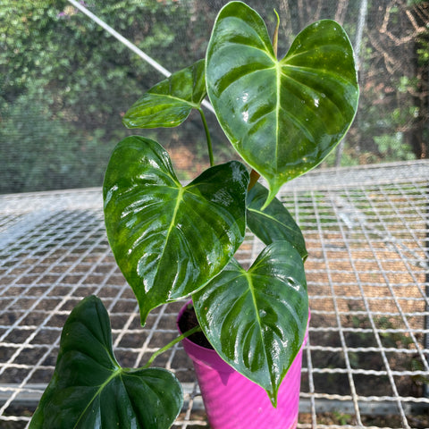 Philodendron Lupinum