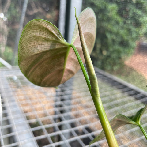 Philodendron Lupinum