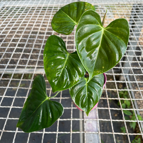 Philodendron Lupinum