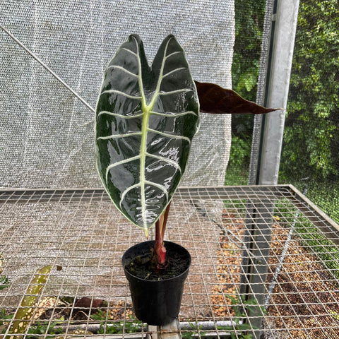 Alocasia longiloba 'Grandis'