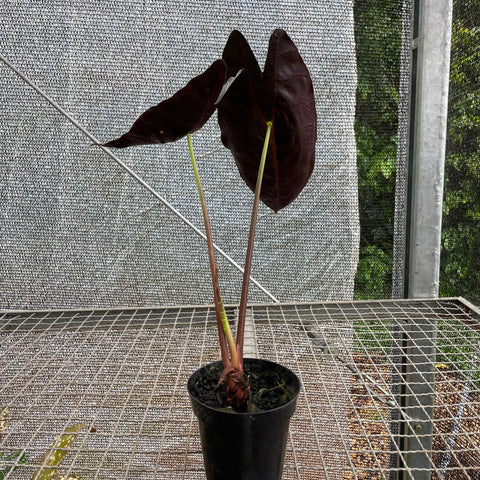 Alocasia longiloba 'Grandis'
