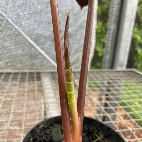 Alocasia longiloba 'Grandis'