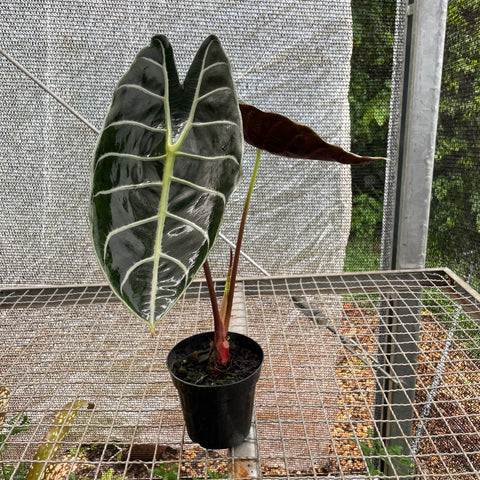 Alocasia longiloba 'Grandis'