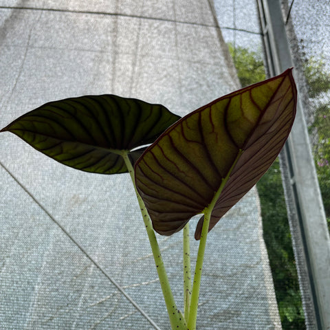Alocasia nebula 'Imperialis'