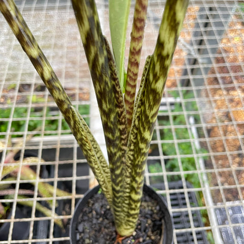 Alocasia 'Tigrina Superba'