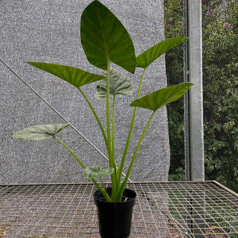 Alocasia x Lukiwan