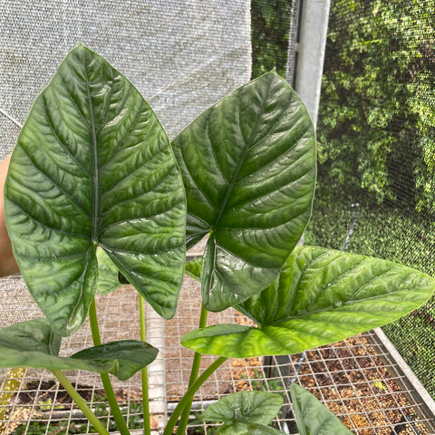 Alocasia x Lukiwan